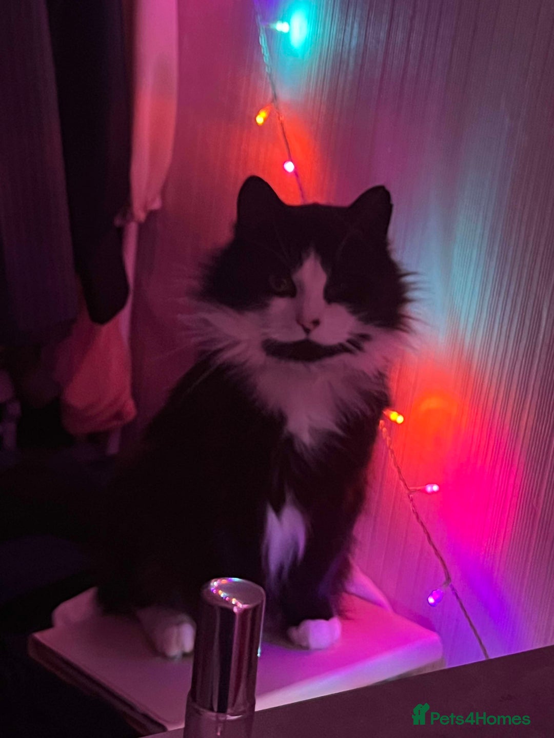 Mixed Breed cats for sale: Artie (Big T)  - Image 2