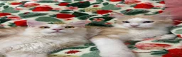 Maine Coon cats for sale: TICA Registered Red Shaded Maine Coon kitten - Advert 2