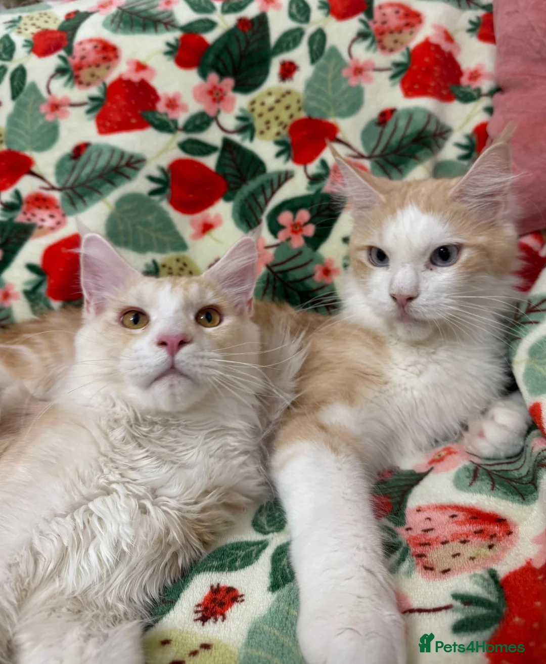 Maine Coon cats for sale: TICA Registered Red Shaded Maine Coon kitten - Advert 2