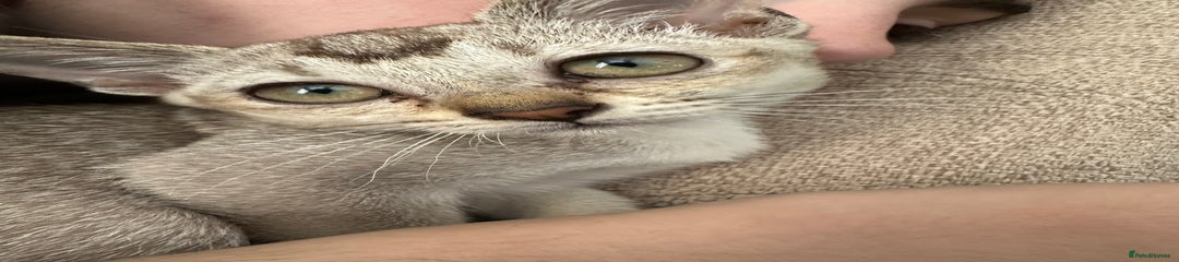 Burmilla Kitten 4