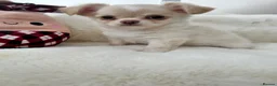 Chihuahua dogs for sale: KC LONG COAT CHIHUAHUAS - Advert 27