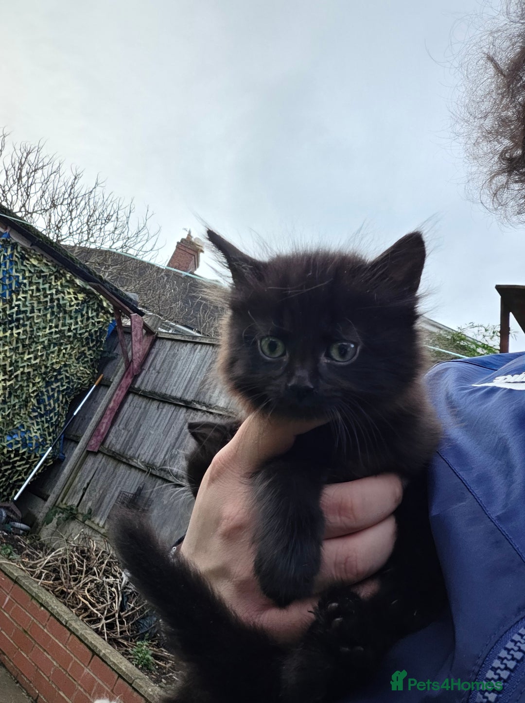 Mixed Breed cats for sale: Cute kittens for sale NEED GONE ASAP  - Advert 6