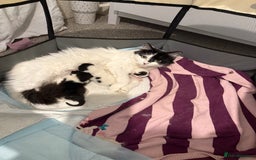 British Longhair cats for sale: kittens (ready september)  - Image 2