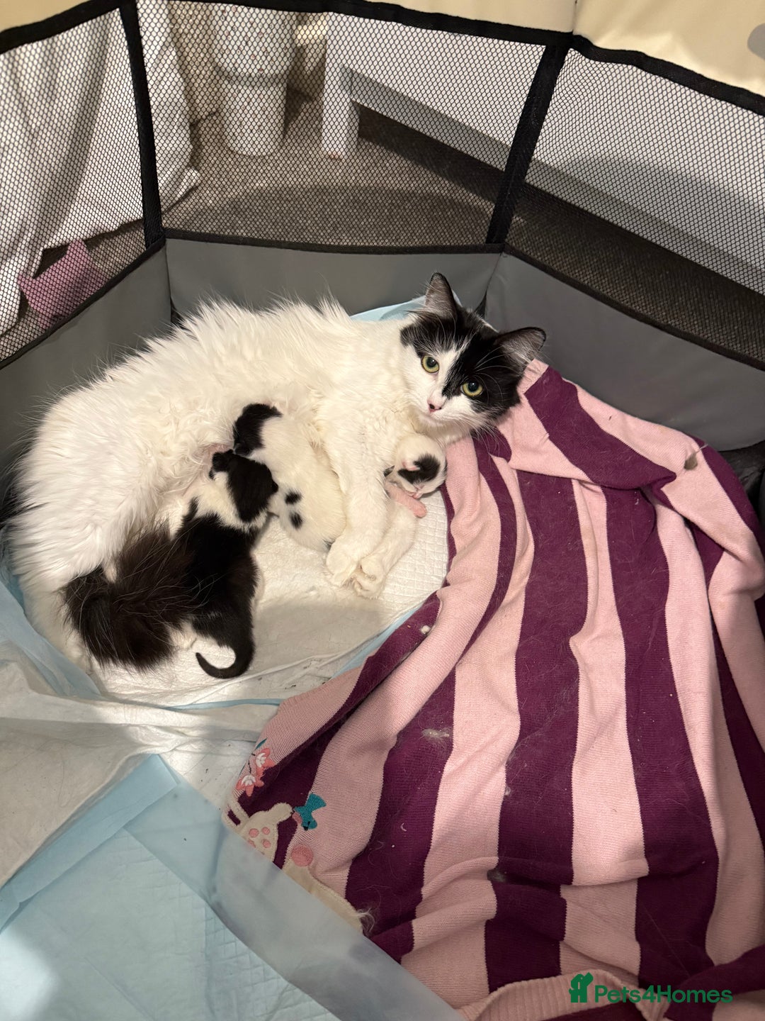British Longhair cats for sale: kittens (ready september)  - Image 2