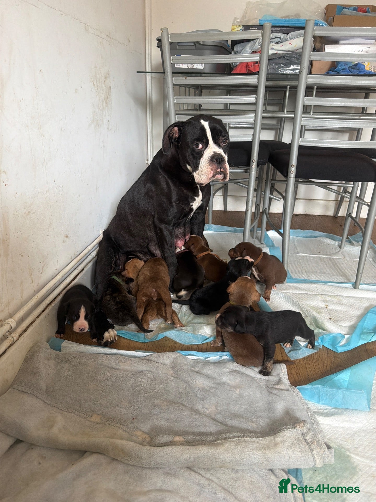 Mixed Breed dogs American bulldog x Husky puppies  - Advert 17