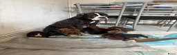 Mixed Breed dogs for sale: American bulldog x Husky puppies  - Advert 4