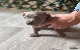 Mixed Breed dogs for sale: 2 beautiful French wiener girls  - Image 5