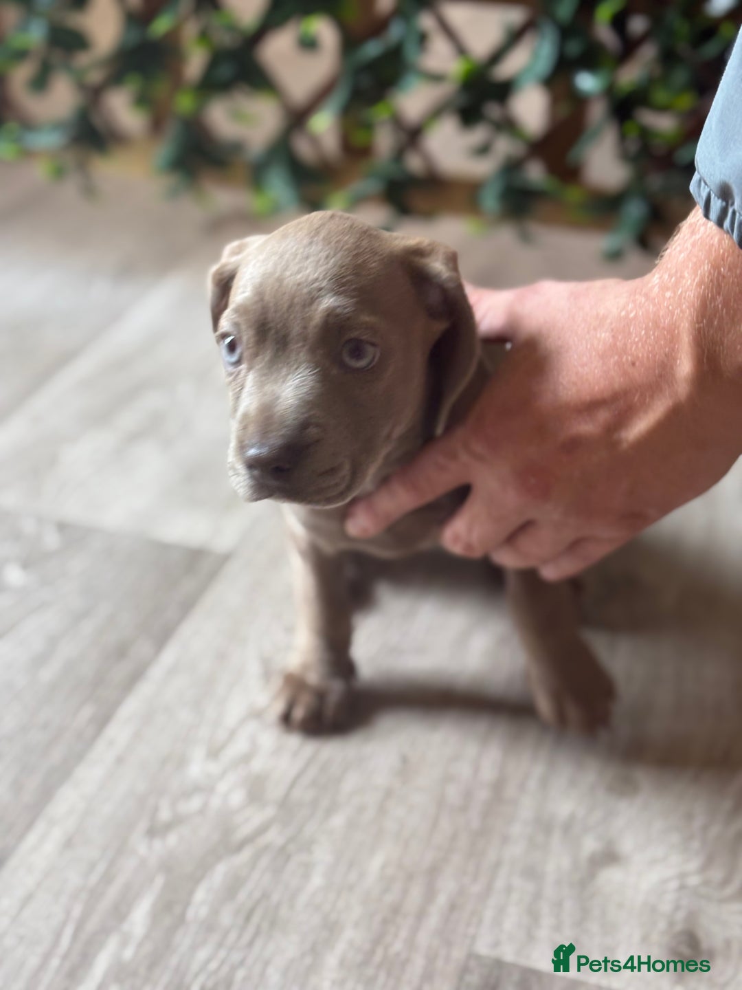 Mixed Breed dogs for sale: 2 beautiful French wiener girls  - Image 5