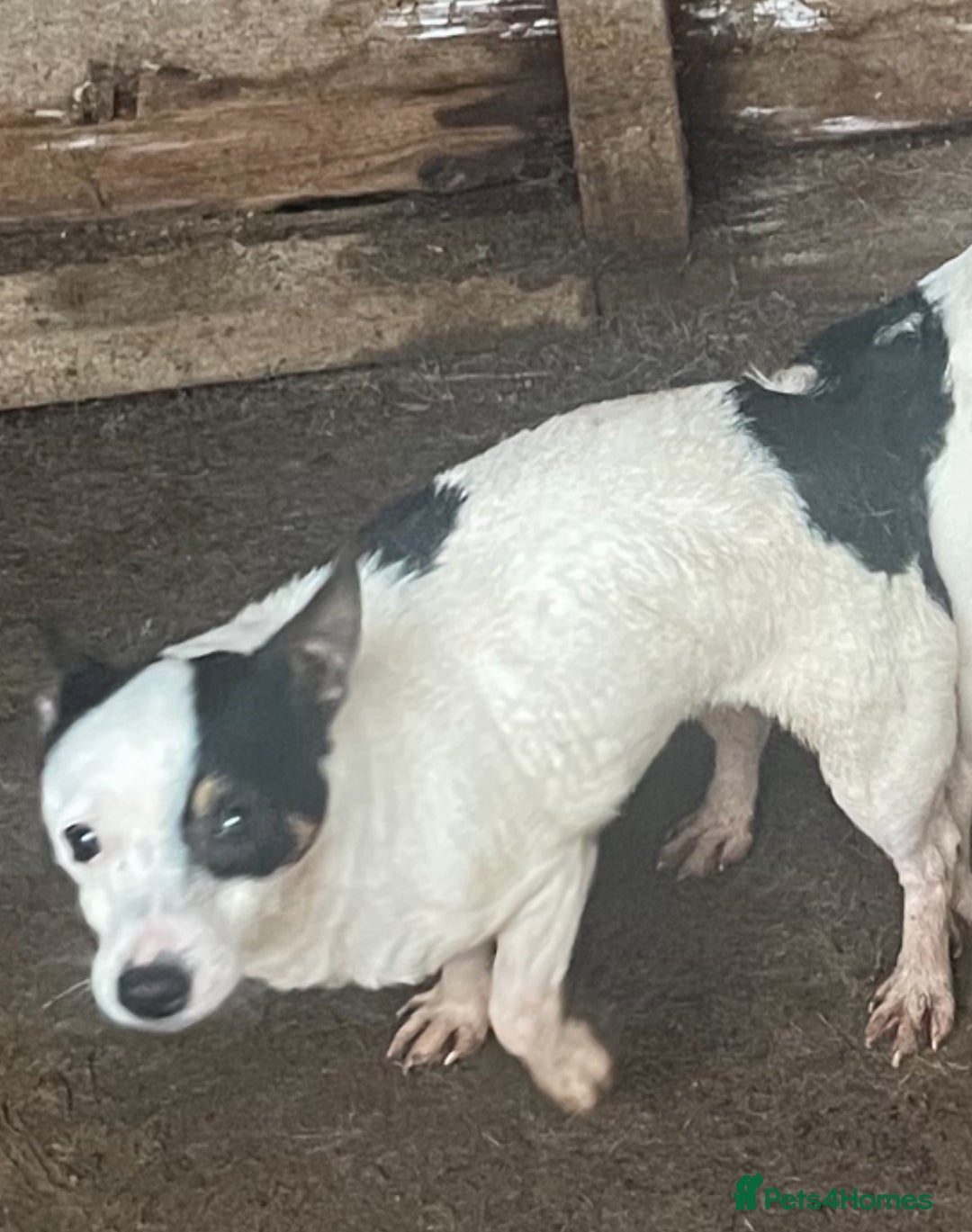 Jack Russell dogs for sale: Dog and bitch jackrussel terriers - Image 2