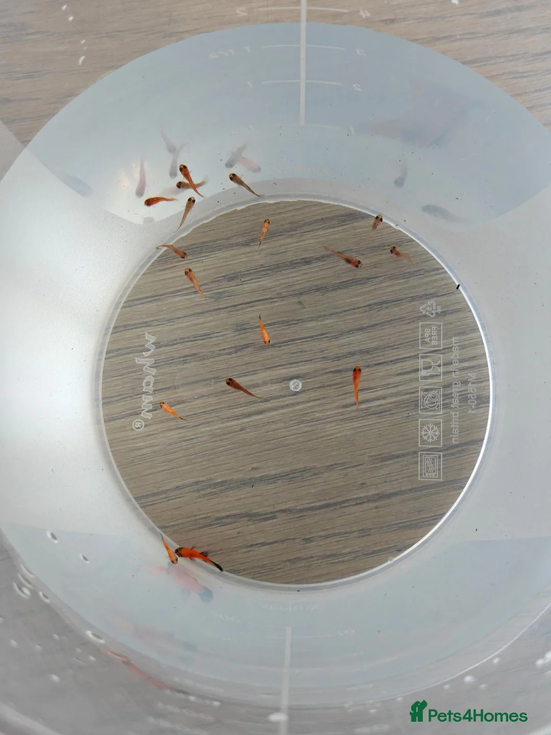 Platies fish for sale: 20+ Sunset Platyfish in Stockton-on-Tees - Advert 2