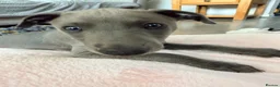 Whippet dogs for sale: Blue KC registered whippet puppy  in Blyth - Advert 1