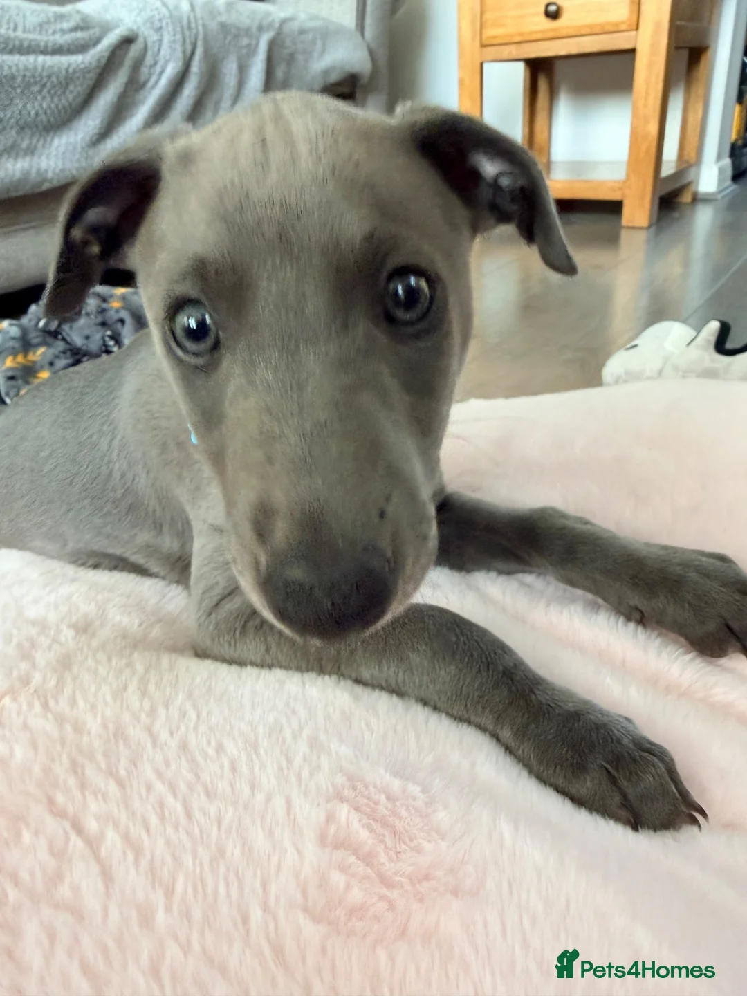 Whippet dogs for sale: Blue KC registered whippet puppy  in Blyth - Advert 1