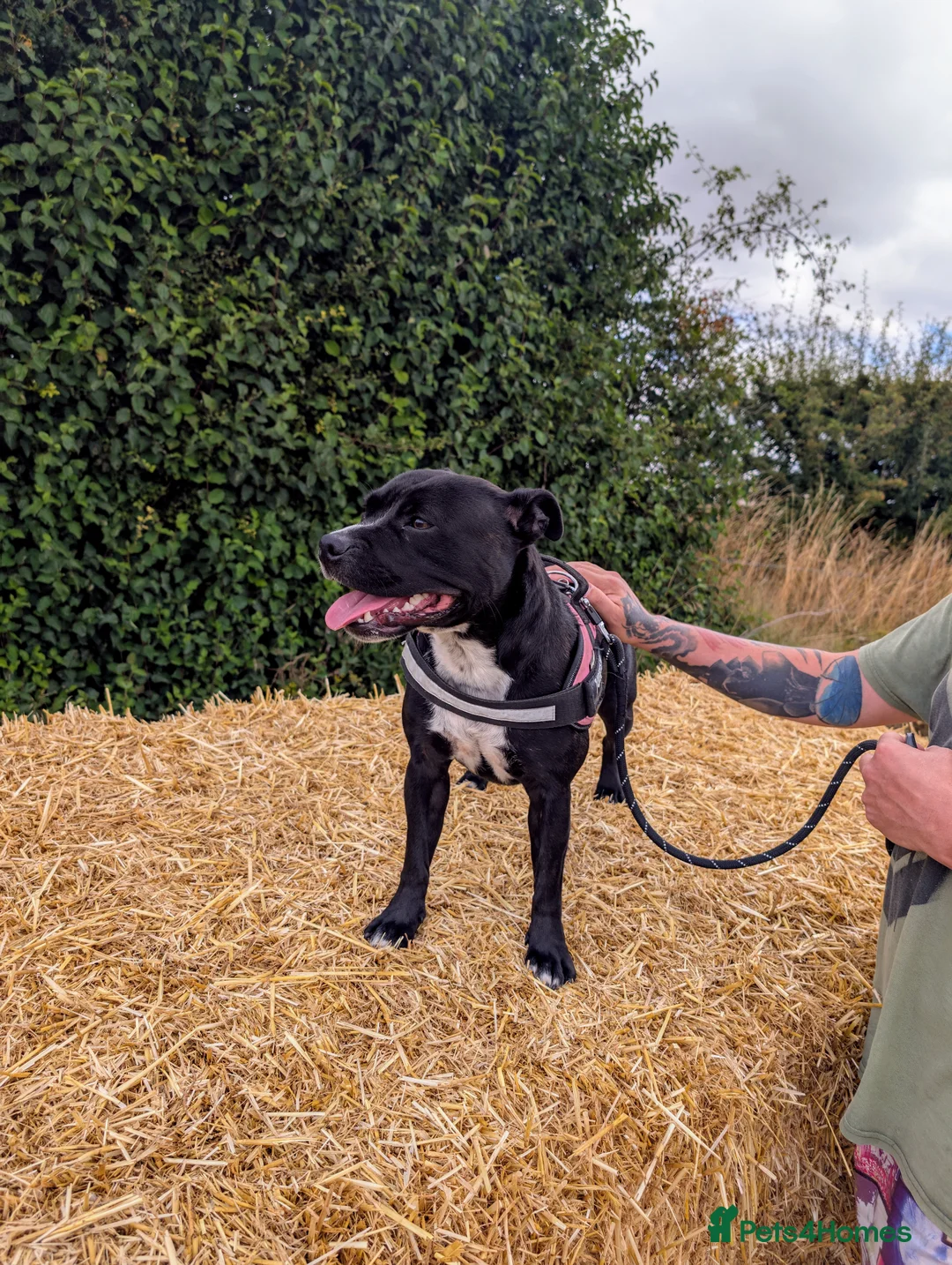 Staffordshire Bull Terrier dogs for sale: Reluctant rehome in Salisbury - Advert 4