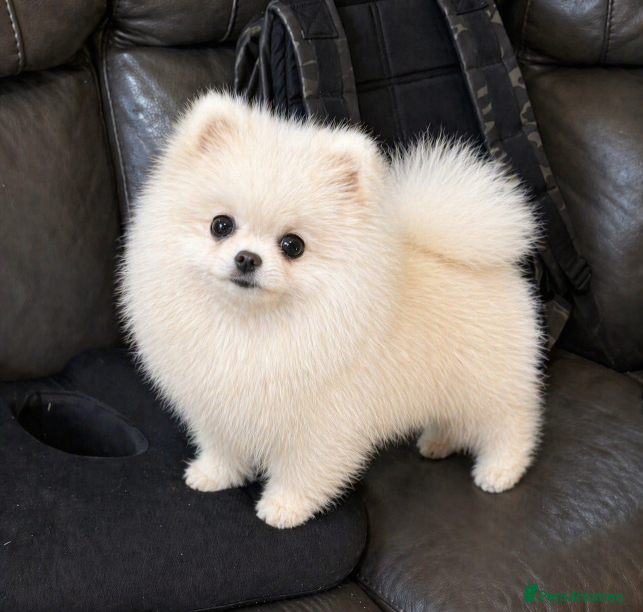 Pomeranian dogs Pierre stunning white TINY teddy Pom STUD ONLY - Advert 5