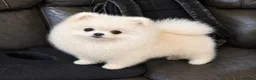 Pomeranian dogs for stud: Pierre stunning white TINY teddy Pom STUD ONLY - Advert 1