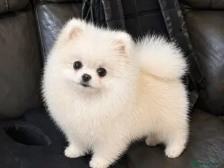 Pomeranian dogs Pierre stunning white TINY teddy Pom STUD ONLY - Advert 5