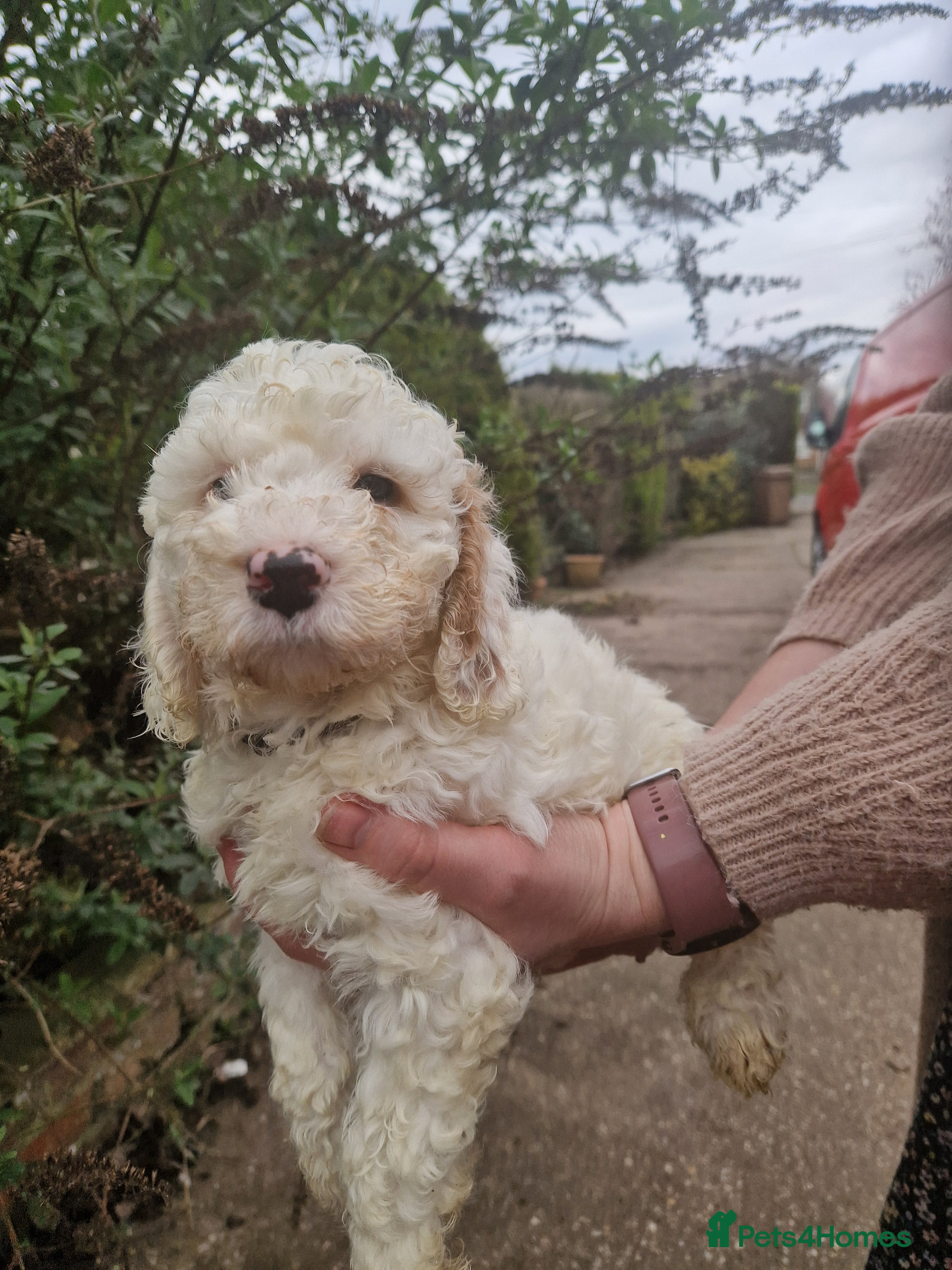 Cockapoo dogs EXTENSIVELY HEALTH TESTED F1b COCKAPOO PUPPIES - Advert 17