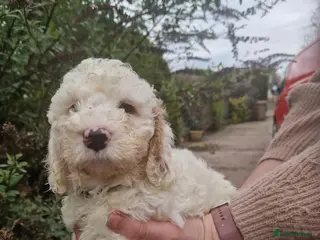 Cockapoo dogs EXTENSIVELY HEALTH TESTED F1b COCKAPOO PUPPIES - Advert 17