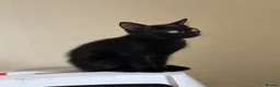 Mixed Breed cats for sale: Kittens for Rehoming  in Chelmsford - Advert 5