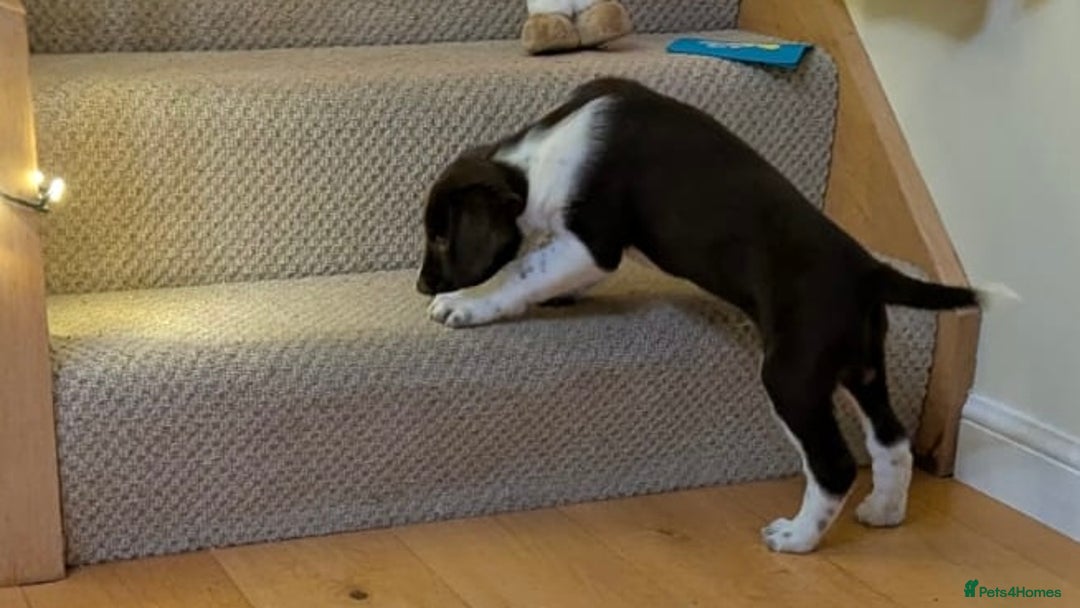 Mixed Breed dogs for sale: Sprollie pups for sale - Advert 6