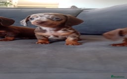 Miniature Dachshund dogs for sale: *READY TO GO* Miniature Daschund Puppies - Image 30