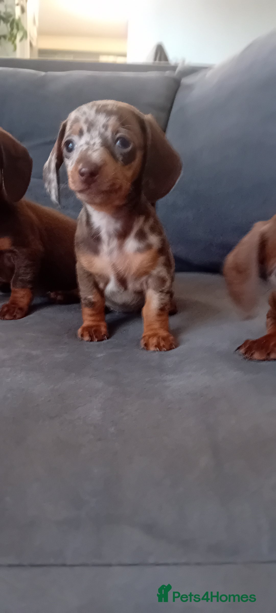 Miniature Dachshund dogs for sale: *READY TO GO* Miniature Daschund Puppies - Image 30