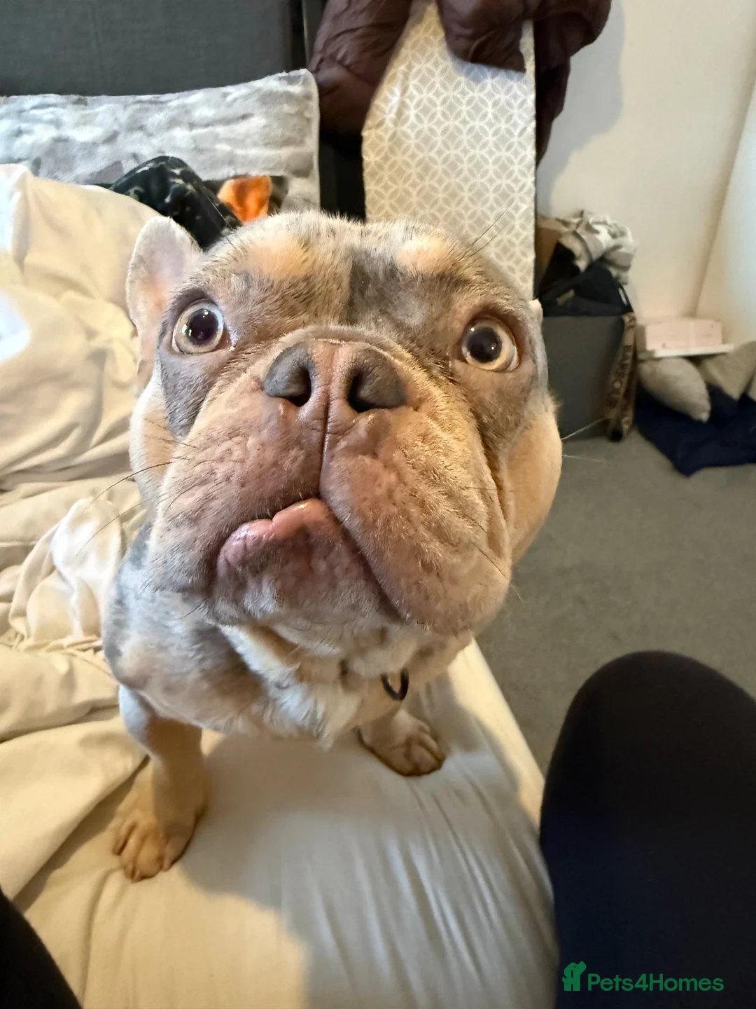 French Bulldog dogs for stud: Merle French bulldog for stud  in Basildon - Advert 6