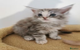 Maine Coon cats for sale: Full pedigree Maine Coon kittens for sale - Image 7