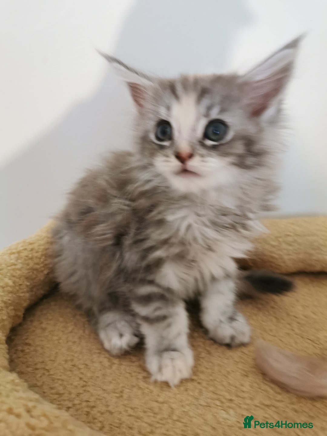 Maine Coon cats for sale: Full pedigree Maine Coon kittens for sale - Image 7
