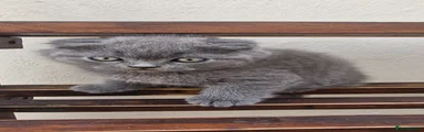 British Shorthair 2