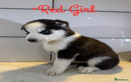 Siberian Husky dogs for sale: Husky Puppies 🩵🩷 - Image 24