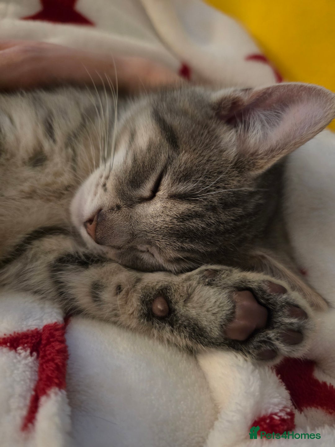 Domestic Shorthair cats for sale: Male Kitten looking for a new home - Image 3