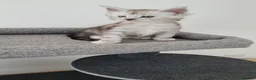 Maine Coon cats for sale: Tica registered maine coon kittens  - Advert 8