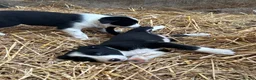 Border Collie dogs for sale: 7 collie puppies for sale  in Okehampton - Advert 3