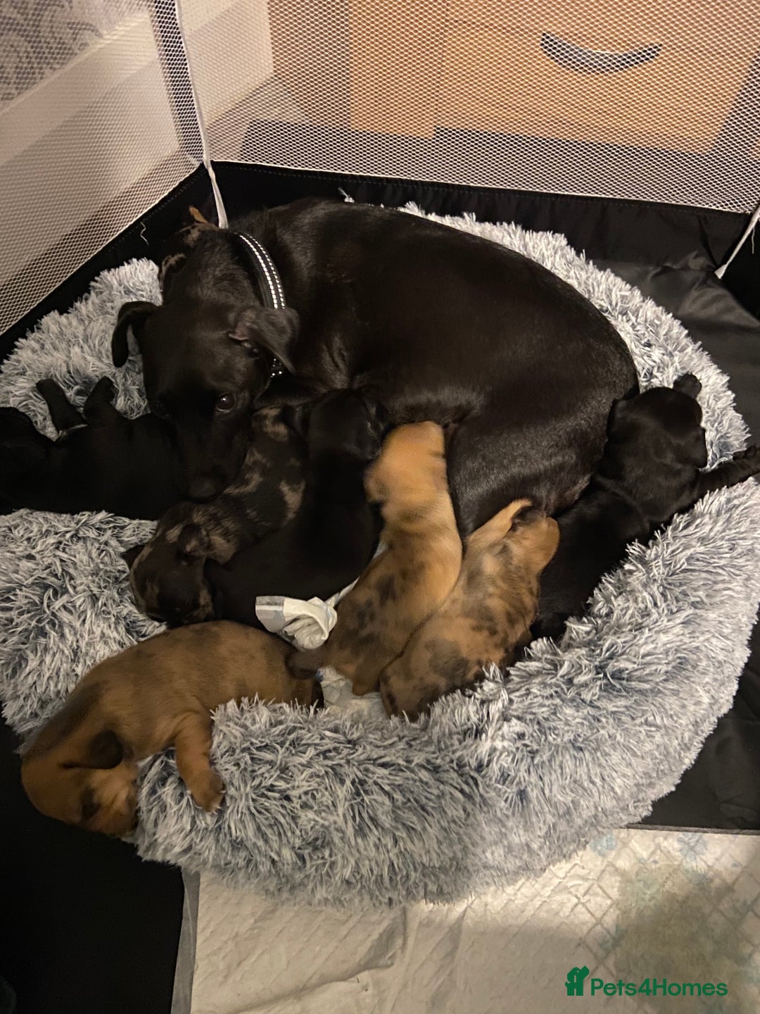 Mixed Breed dogs for sale: Dachshund cross Patterdale - Image 24