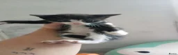 Mixed Breed cats for sale: Kitten  - Advert 15