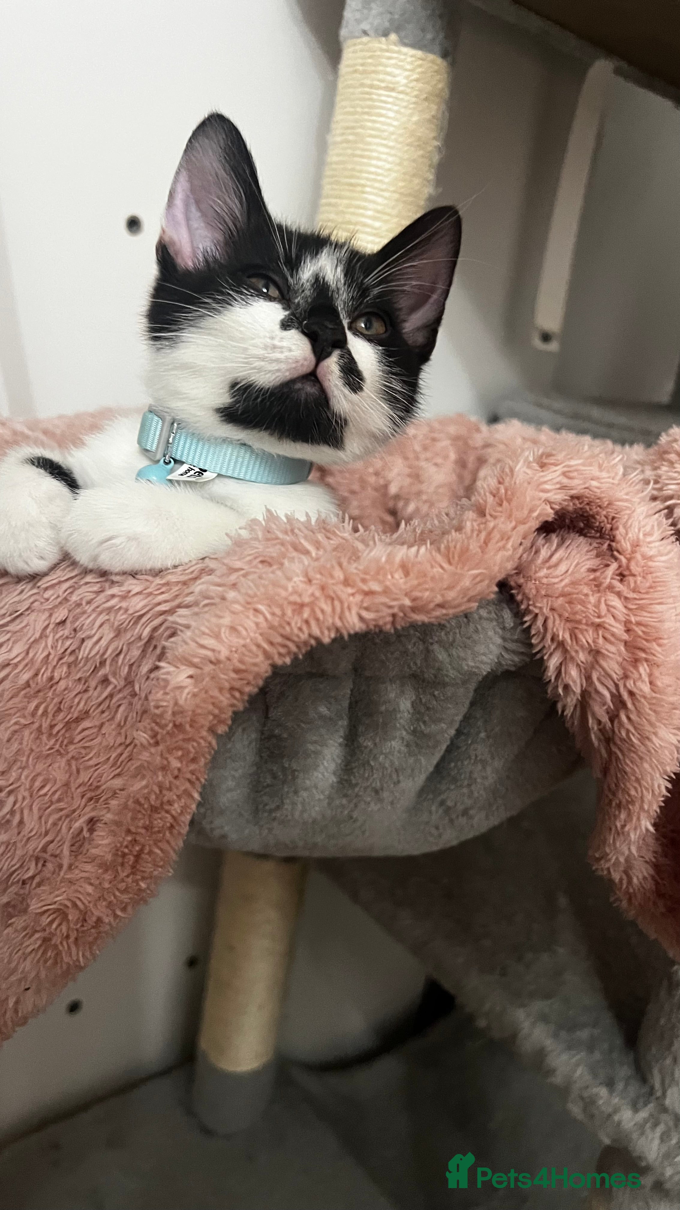 Mixed Breed cats Ready to go last Tuxedo Boy - Advert 7