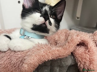 Mixed Breed cats Ready to go last Tuxedo Boy - Advert 7