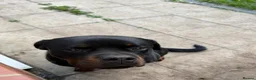 Rottweiler dogs for sale: German Boxed Head Rottweiler Male 1year + - Advert 9