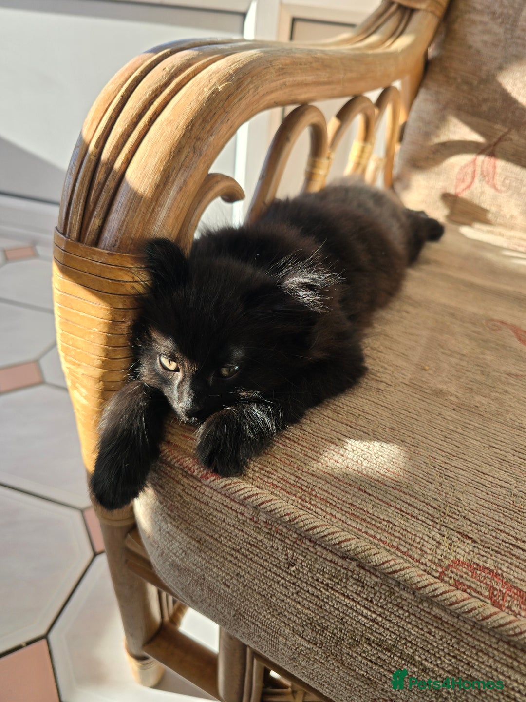 Mixed Breed cats for sale: Beautiful kittens for sale - Advert 6
