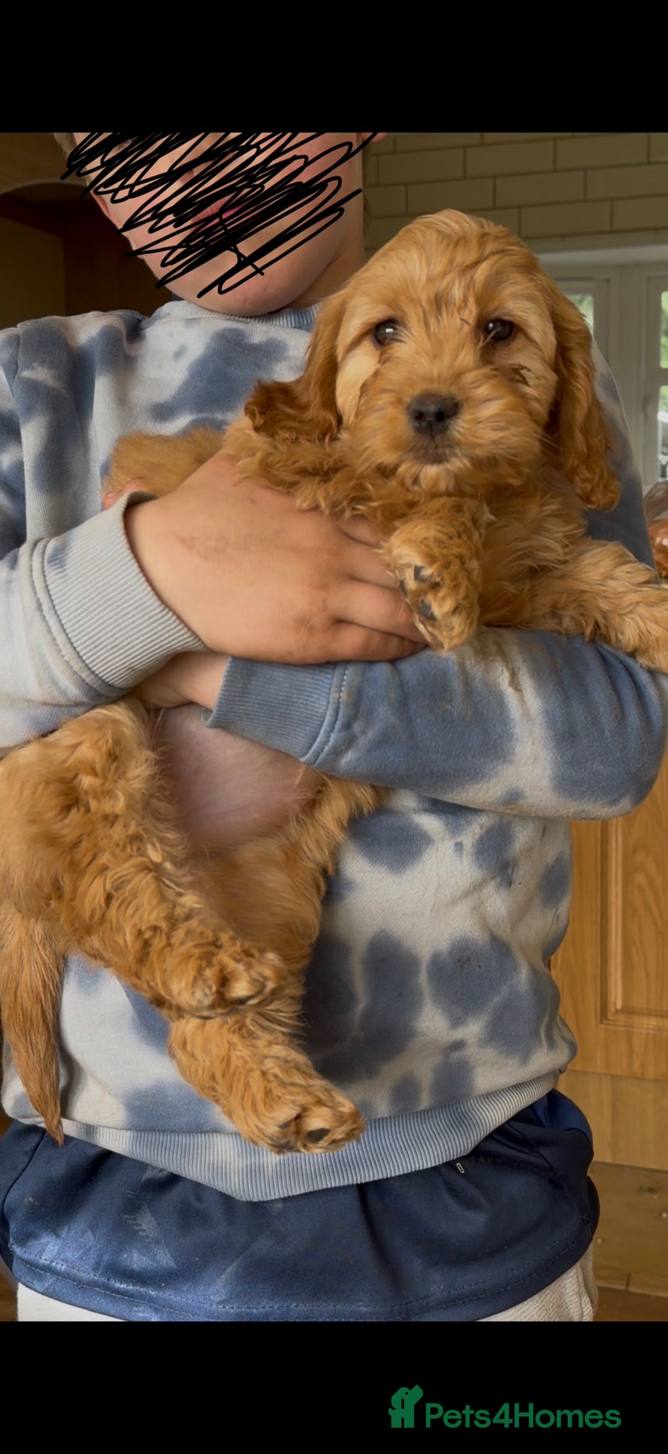 Cockapoo dogs Adorable F1 Cockapoo puppies - Advert 1