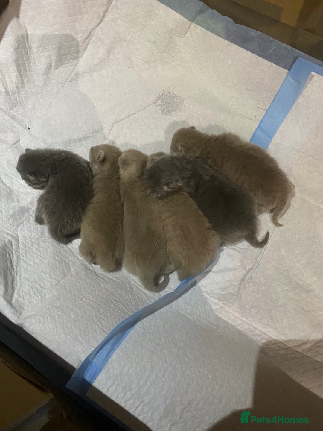 British Shorthair cats for sale: Stunning British shorthair kittens - Advert 4