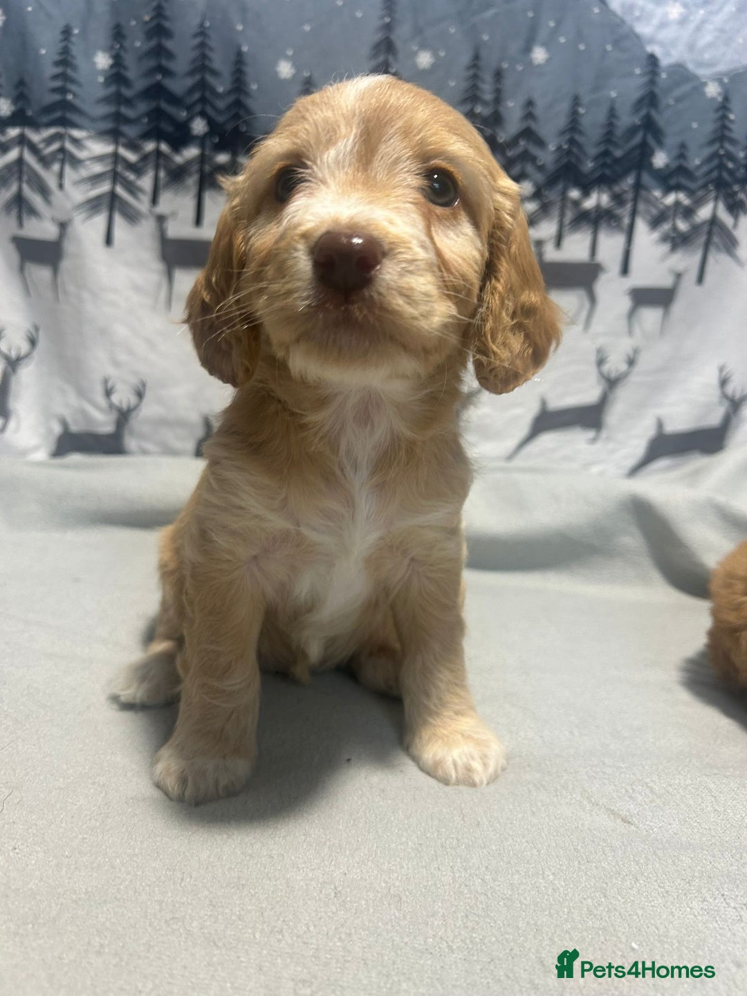 Cockapoo dogs for sale: Cockapoo puppies Rainbow litter  - Advert 9