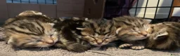 Bengal cats for sale: Stunning Racing Striped 3/4 Bengal Kittens! - Advert 8