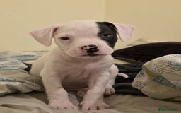 American Bulldog dogs for sale: American  bulldog  pups - Image 29