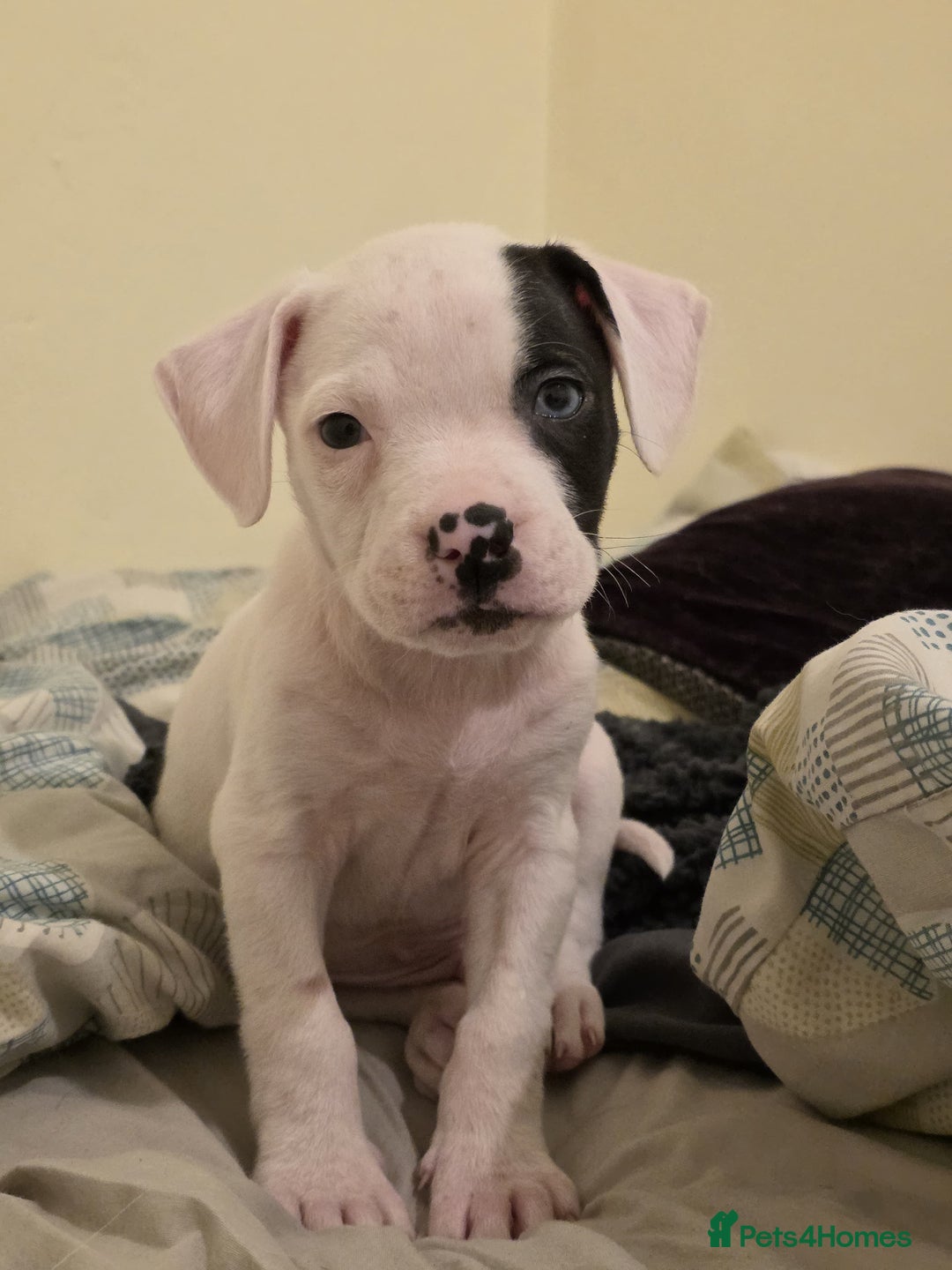American Bulldog dogs for sale: American  bulldog  pups - Image 29