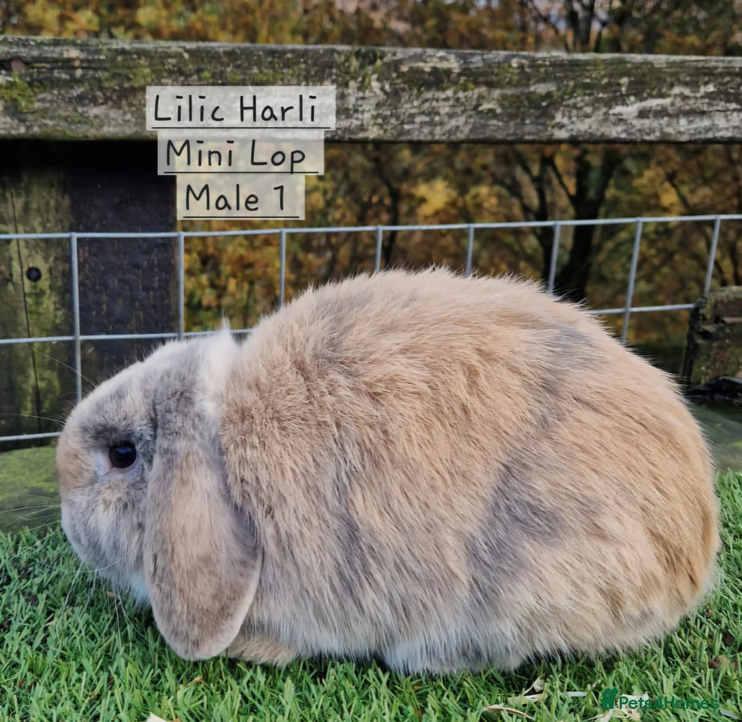 Mini Lop rabbits for sale: Various Mini Lops  - Advert 7