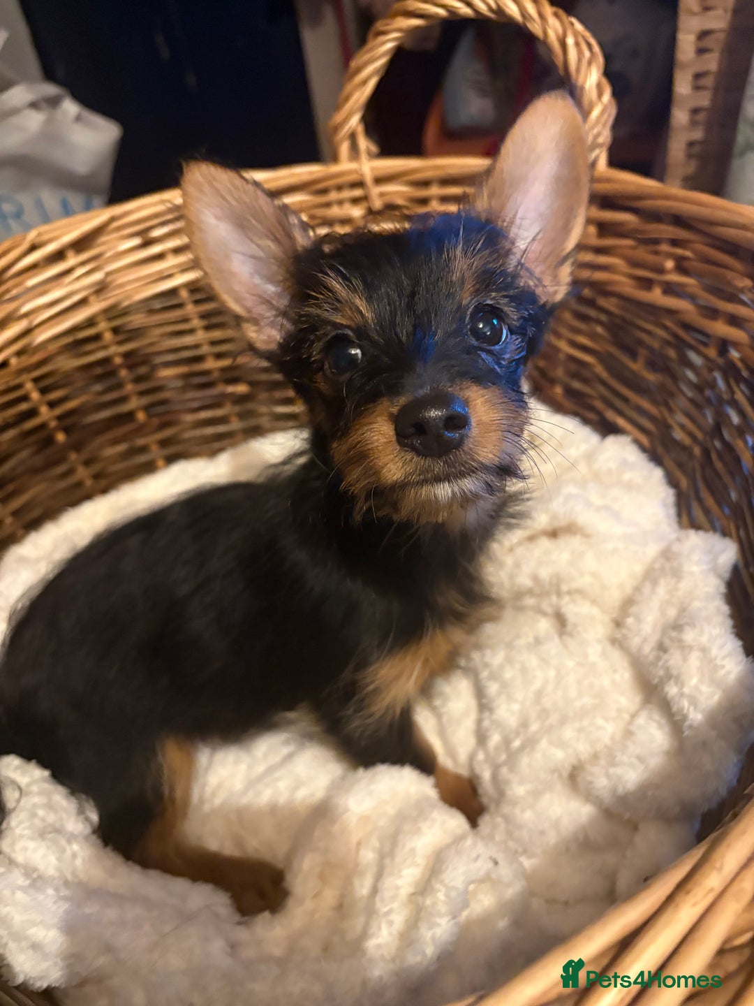 Mixed Breed dogs for sale: Yorkshire terrier x puppies  - Advert 3