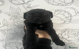 Mixed Breed dogs for sale: Mastiff X Cane Corso Puppies - Image 3