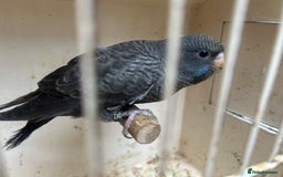 Budgerigars birds for sale: Budgies for sale, black wings, all in good health  - Image 24